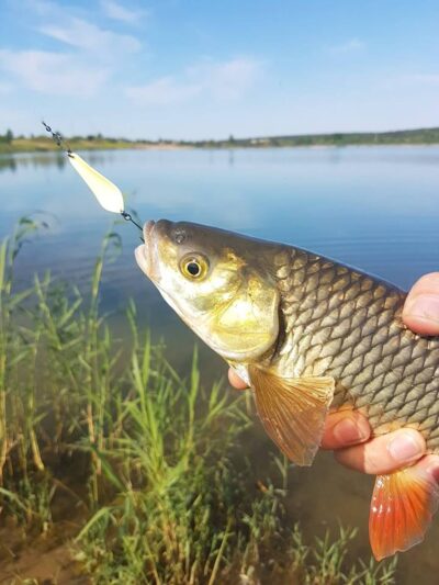 šapalas, 0,8 kg