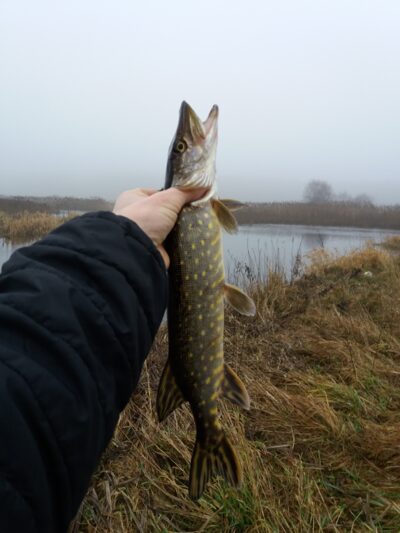 Lydeka