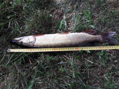 Lydeka, 0,8 kg — Vėjinės