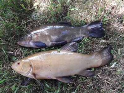 Lynas, 1,5 kg — Vėjinės