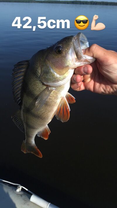 Ešerys, 1,2 kg
