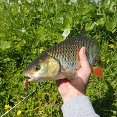 šapalas, 1,0 kg — Dubysa