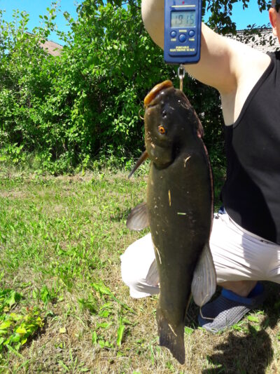 Lynas, 1,9 kg — Vėjinės