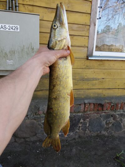 Lydeka, 1,5 kg