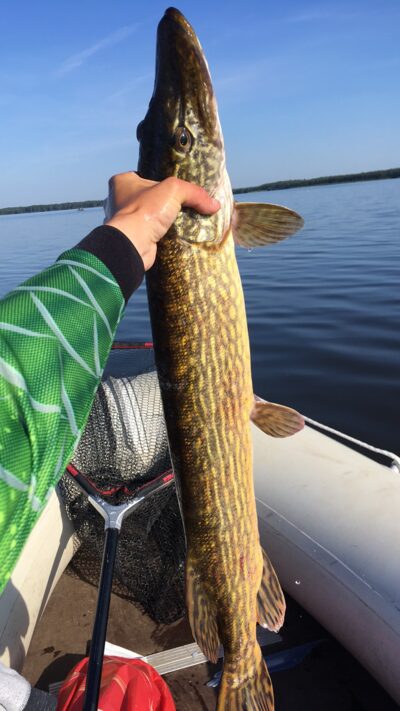 Lydeka, 3,2 kg