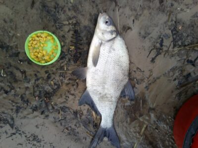 Karšis, 0,5 kg