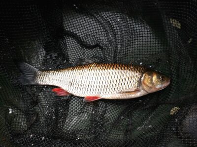 šapalas, 0,8 kg — Šventoji