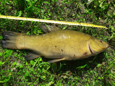 Lynas, 2,1 kg — Karklėnų