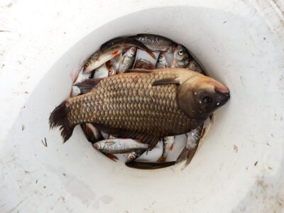 Sidabrinis karosas, 1,5 kg — Tverų