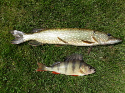 Lydeka, 1,2 kg — Šventoji