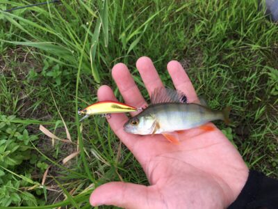 Ešerys, 0,1 kg