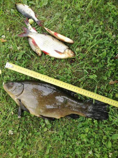 Lynas, 1,6 kg