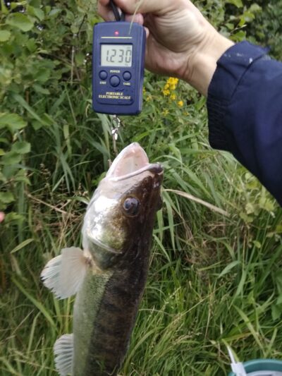 Starkis, 1,2 kg — Bubių