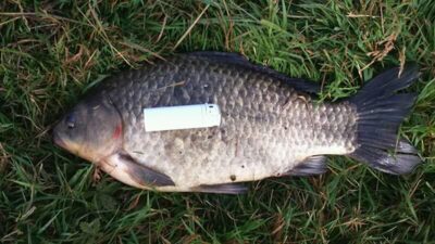 Sidabrinis karosas, 2,1 kg
