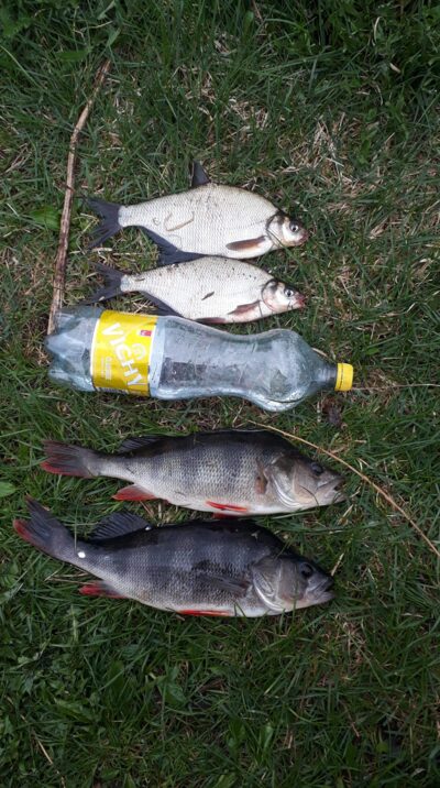 Ešerys, 0,8 kg