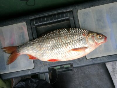 Paprastoji kuoja, 0,7 kg