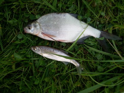 Plakis, 0,5 kg