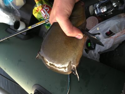 Lynas, 0,5 kg — Nevėža