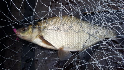 Karšis, 0,8 kg