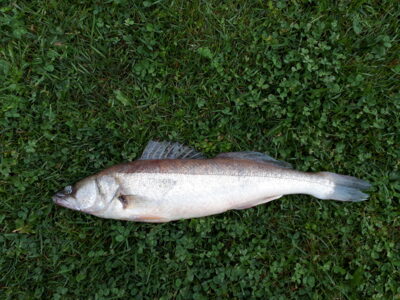 Starkis, 1,0 kg