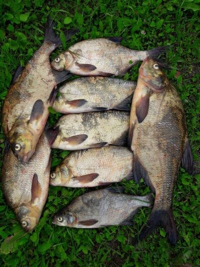 Karšis, 1,7 kg — Karklėnų