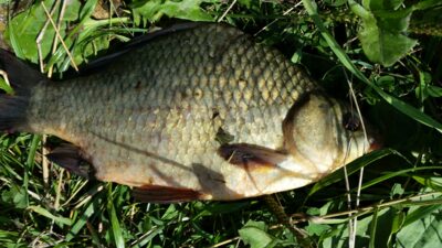 Sidabrinis karosas, 0,9 kg