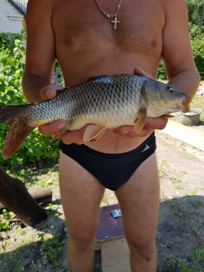 Paprastasis karpis
