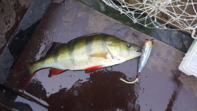 Ešerys, 0,5 kg — Arinas
