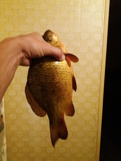 Auksinis karosas, 0,7 kg