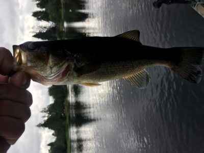 Largemouth Bass, 0,4 kg