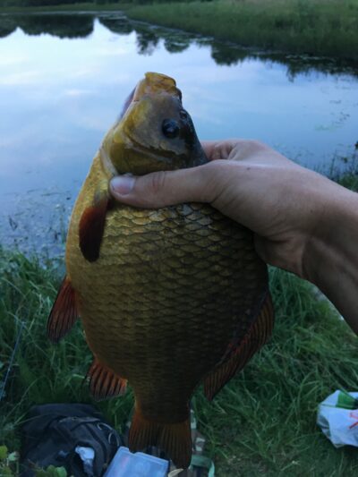 Auksinis karosas, 0,6 kg — Leliūnų