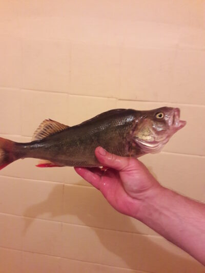 Ešerys, 0,8 kg — Kražantė