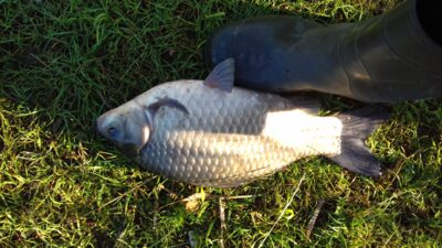 Sidabrinis karosas, 1,8 kg — Valiulių
