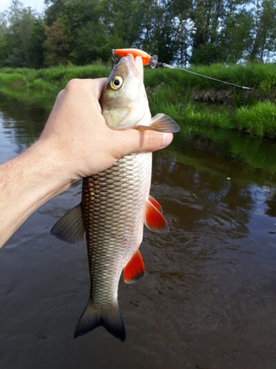 šapalas, 0,8 kg — Šventoji