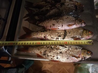 Paprastoji kuoja, 0,4 kg