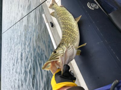 Lydeka, 3,1 kg