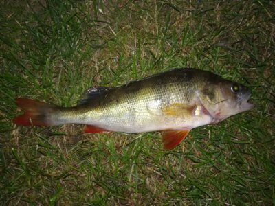 Ešerys, 0,3 kg