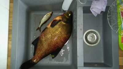 Karšis, 2,6 kg — Dringis