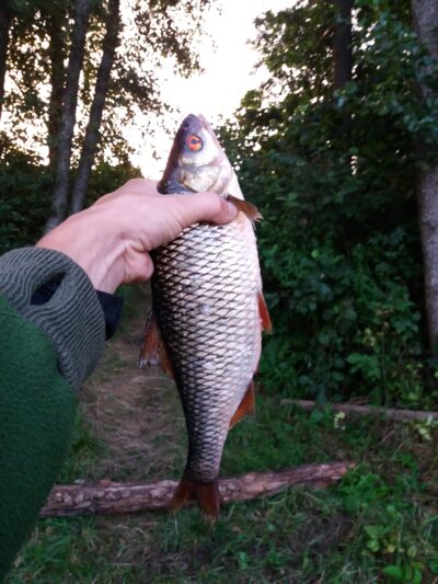 Paprastoji kuoja, 0,9 kg