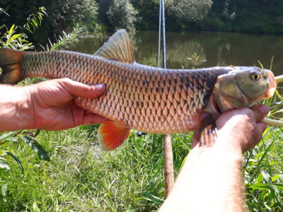 šapalas, 1,4 kg — Minija