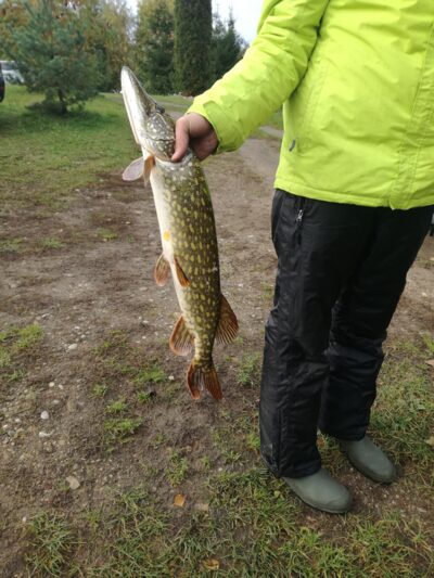Lydeka, 3,2 kg