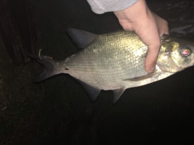 Karšis, 1,0 kg — Rubikių