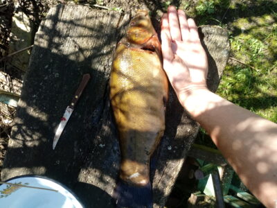 Lynas, 2,1 kg