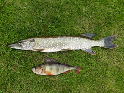 Lydeka, 1,2 kg — Šventoji