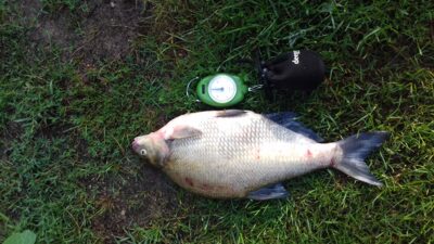 Karšis, 1,6 kg