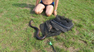 Ungurys, 1,5 kg