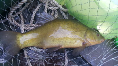Lynas, 1,4 kg