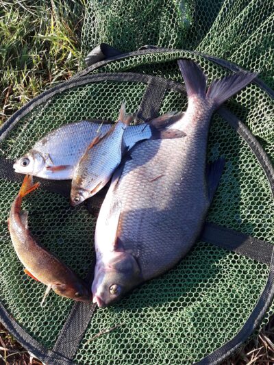 Karšis, 1,0 kg — Nemunas