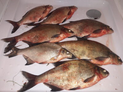 Karšis, 2,1 kg