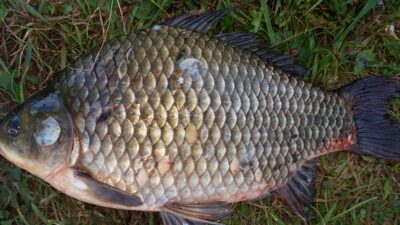 Sidabrinis karosas, 2,4 kg